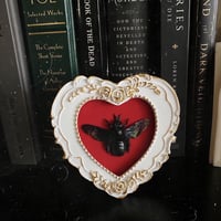 Image 1 of Xylocopa latipes Carpenter Bee - Heart Shaped Frame - Red