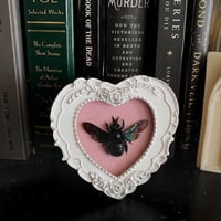 Image 1 of Xylocopa latipes Carpenter Bee - Heart Frame - Pink
