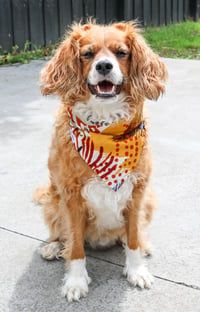 Image 2 of Dog Bandana - Madagascar