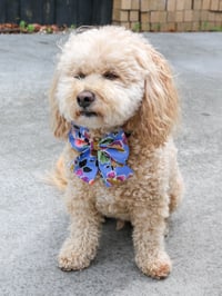 Image 2 of Dog Bow - Wildflowers
