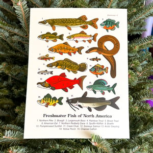 Freshwater Fish of North America Print