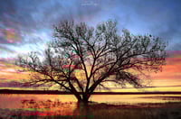 Bosque Sunrise 