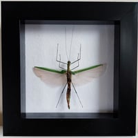 Framed - Necroscia Stick Insect II