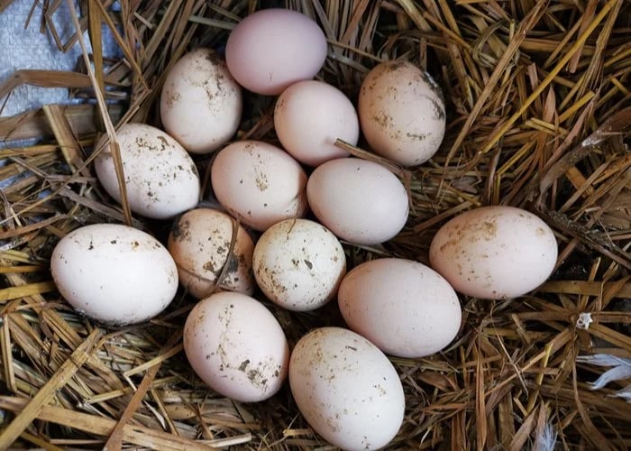 Hatching Duck Eggs