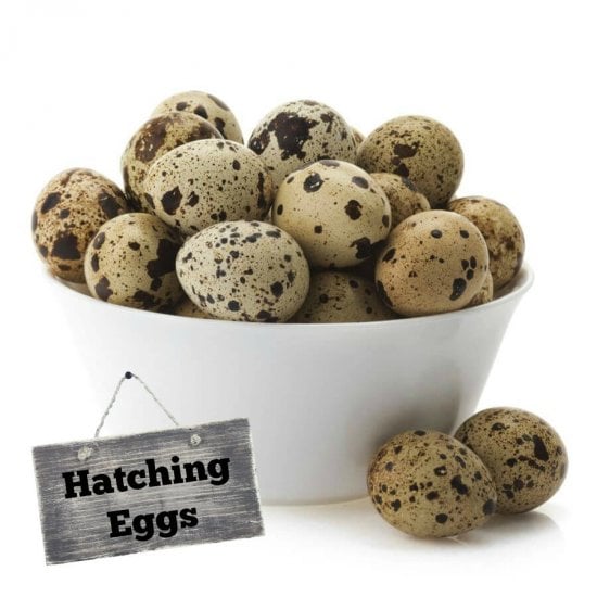 Coturnix Quail Hatching Eggs