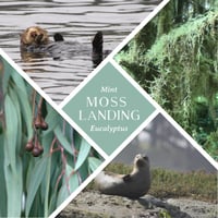 Image 2 of Moss Landing Bar - All Natural Mint & Eucalyptus Soap
