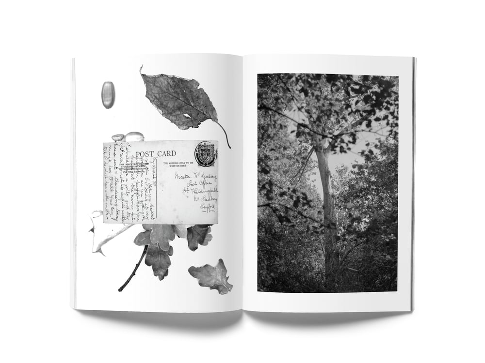 Image of Dusk Song