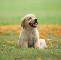 Popular Dog Breeds that Make the Best ESA