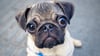 ESA Dog: A Solution to Avoid Stress and Anxiety