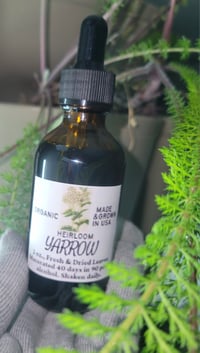 Image 2 of Yarrow Tincture