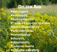 Image 4 of Goldenrod 