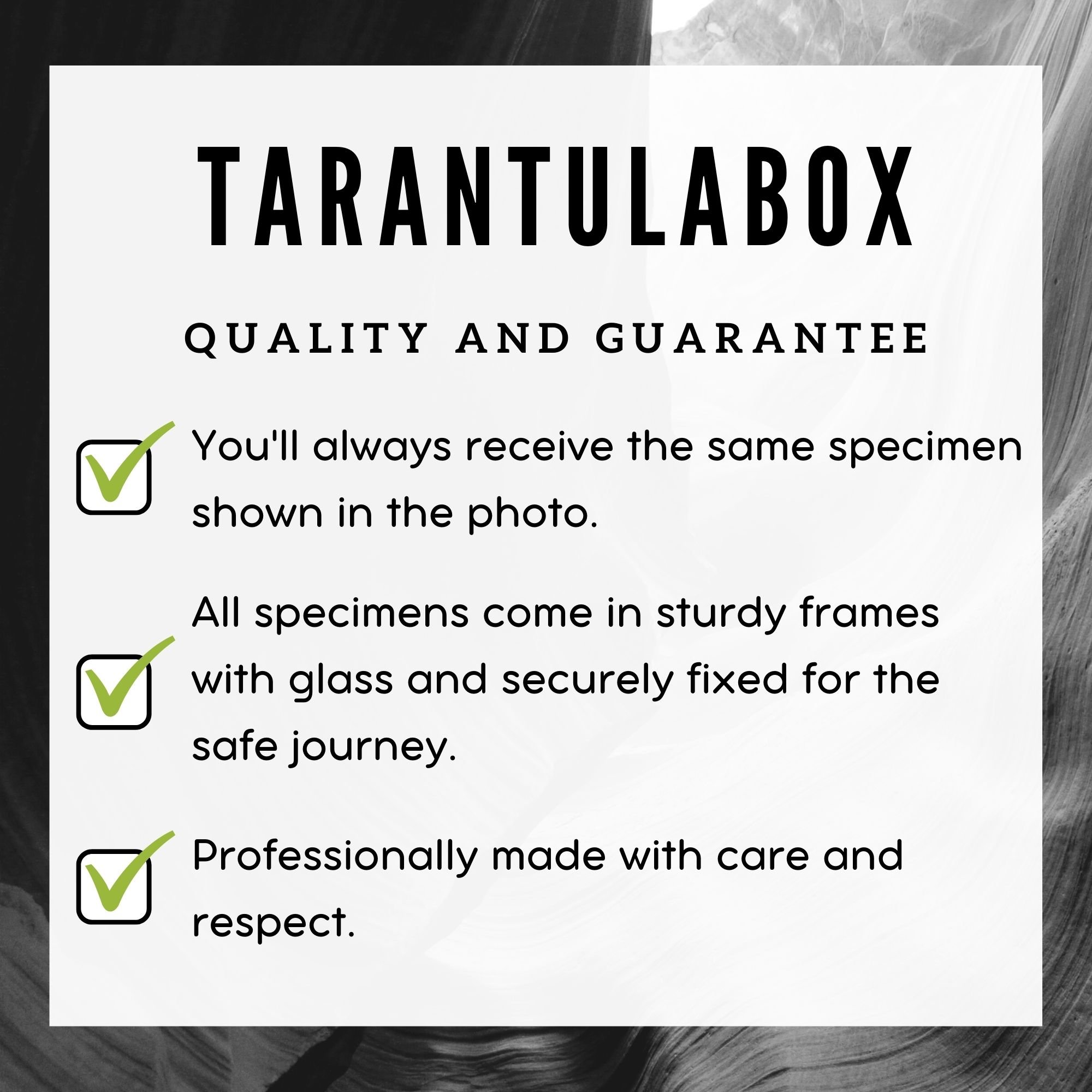 Large Framed Butterfly Prints Large Framed Butterfly Prints