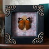 Framed butterfly