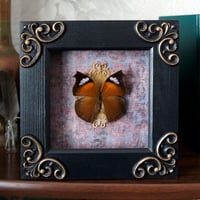 Image 1 of Framed butterfly