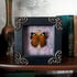 Framed butterfly Image 2
