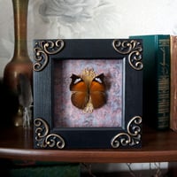 Image 2 of Framed butterfly