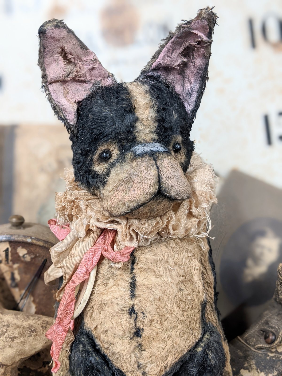 Boston Terrier - 8.5
