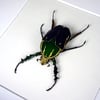 Mecynorrhina torquata beetle