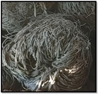Image 2 of Rose of Jericho