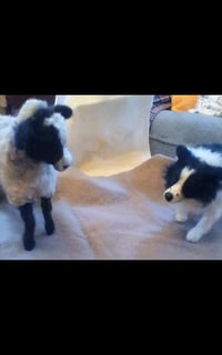 Image 1 of Border Collie with sheep
