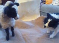 Image 2 of Border Collie with sheep