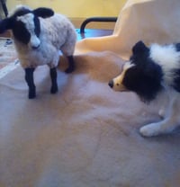 Image 5 of Border Collie with sheep