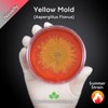 Yellow Mold (Aspergillus Flavus) Live Mycelium Mushroom Culture Spawn Seed