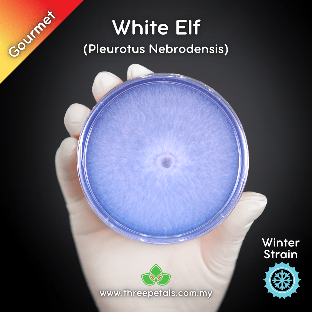 White Elf Oyster (Pleurotus Nebrodensis) Live Mycelium Mushroom Culture Spawn Seed