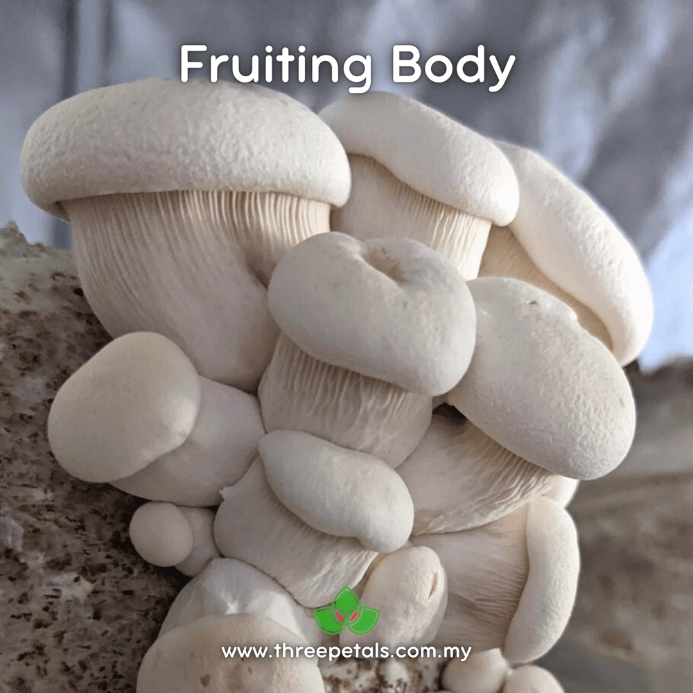 White Elf Oyster (Pleurotus Nebrodensis) Live Mycelium Mushroom Culture Spawn Seed