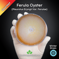 Image 1 of Ferula Oyster (Pleurotus Eryngii Var. Ferulae) Live Mycelium Mushroom Culture Spawn Seed