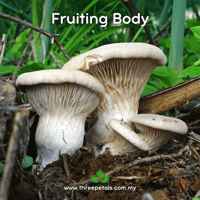 Image 2 of Ferula Oyster (Pleurotus Eryngii Var. Ferulae) Live Mycelium Mushroom Culture Spawn Seed