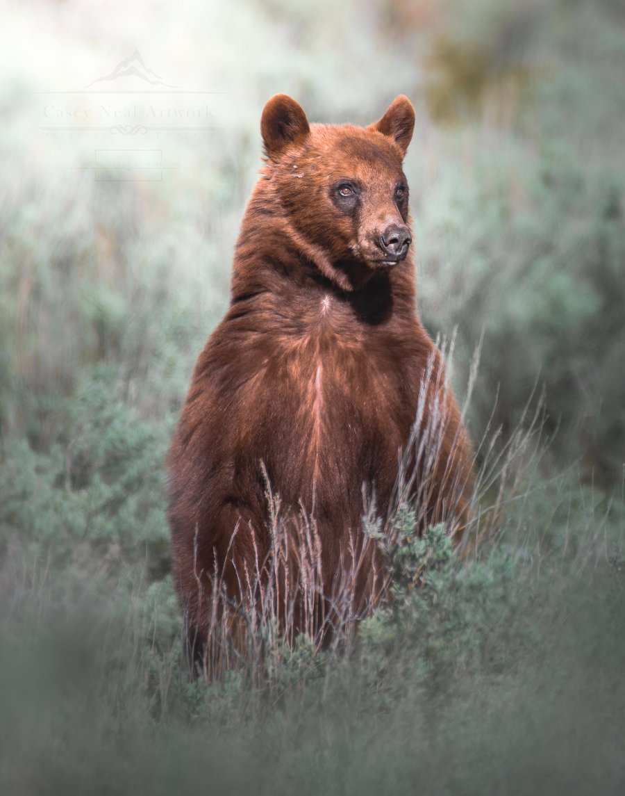 Image of Bear of Auburn
