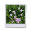 Polaroid Flowers Sticker