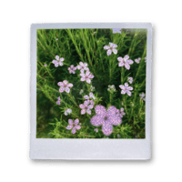 Polaroid Flowers Sticker