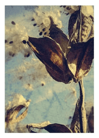 Image 2 of Milkweed Weekend Postcard Set