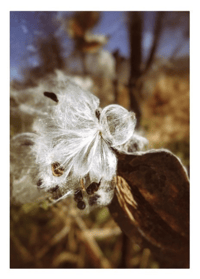 Image 3 of Milkweed Weekend Postcard Set