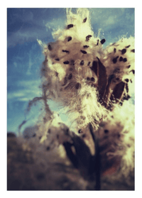 Image 4 of Milkweed Weekend Postcard Set