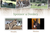 Image 5 of Donkey Sponsorship - Digital Instant Download