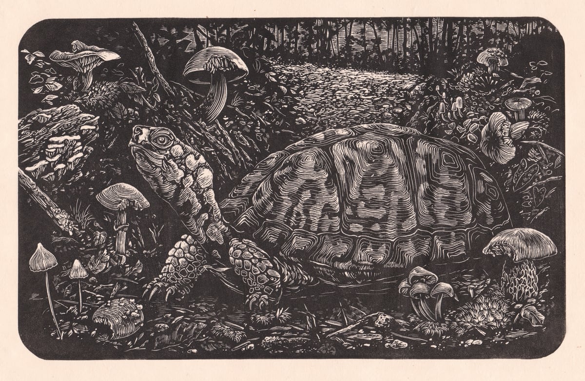 Fungi Foodie (Terrapene carolina carolina)