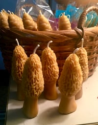 Morel Mushroom