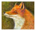 Mr. Fox art print