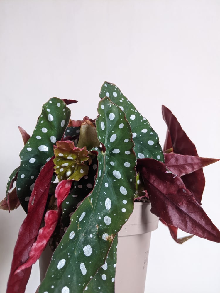 Image of Begonia Maculata (House plant of the month) 