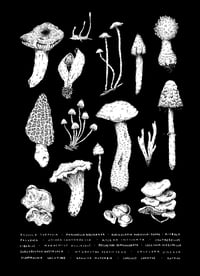 Image 3 of Mushroom Identification T-shirt