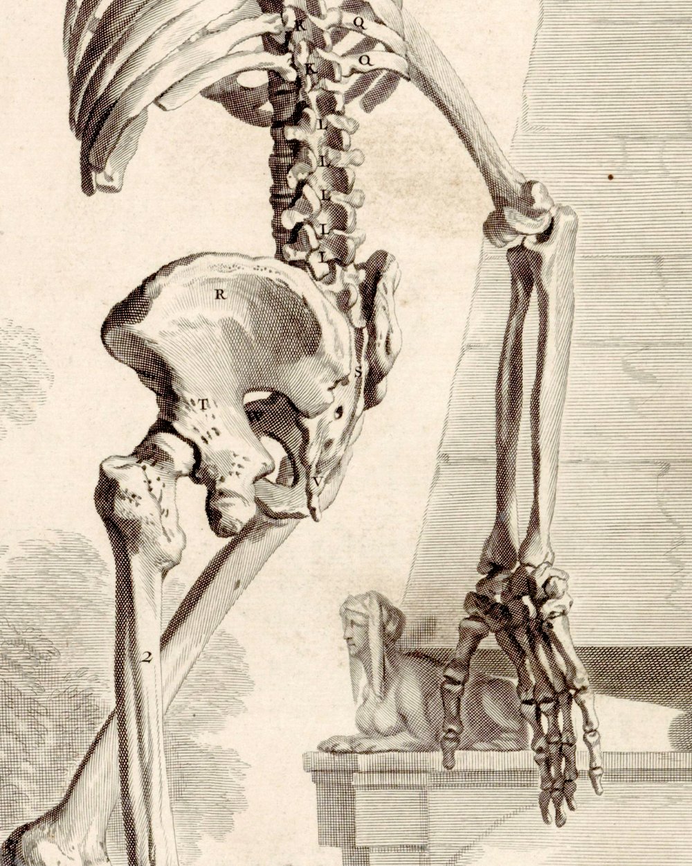 ''Anatomical model of a human skeleton'' (1685)