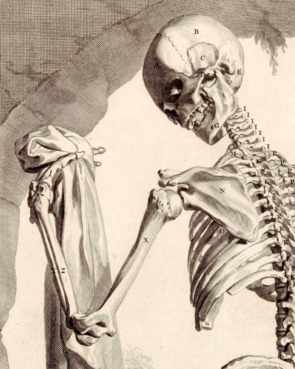 ''Anatomical model of a human skeleton'' (1685)