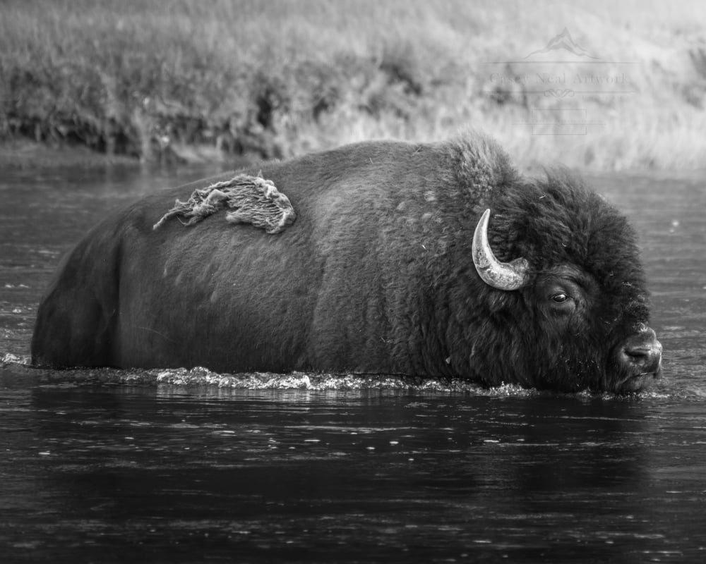 Image of The Crossing