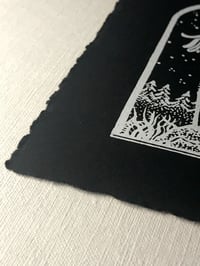 Image 4 of Ghost Pipes