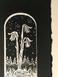 Image 3 of Ghost Pipes