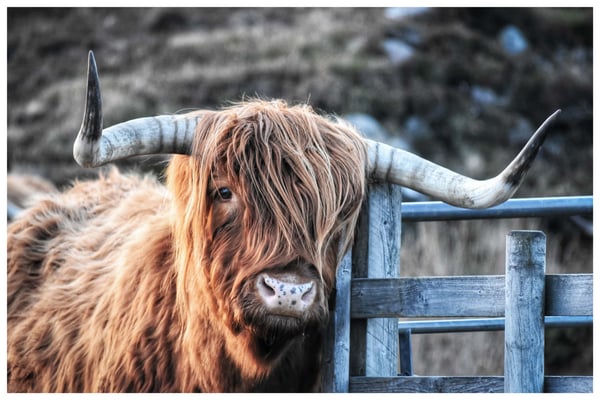 Image of Affable Highlander 
