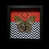 PREORDER - Twin Peaks - Caligo Eurilochus Butterfly